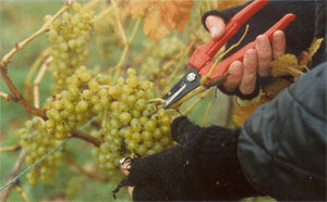 picking grapes